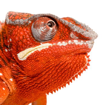 ChameleonCode's profile picture. 