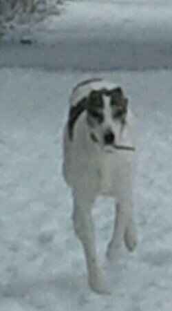 I am a Grippet and a ickle bit dim