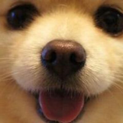 Twitter पर 癒しの犬画像 タイムラインにお届け きゅーと T Co Prthzv4oib 癒されたらrt