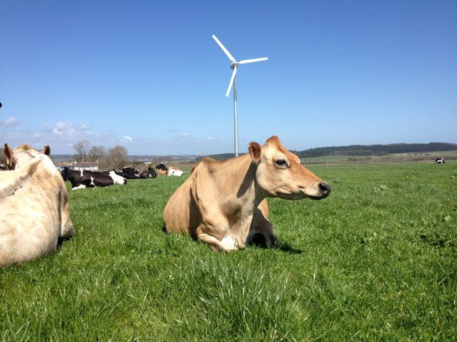 former dairyfarmer and cheesemaker now filling in time with beefys and crops