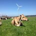 Ian (@groatythebull1) Twitter profile photo Ian (@groatythebull1) Twitter profile photo