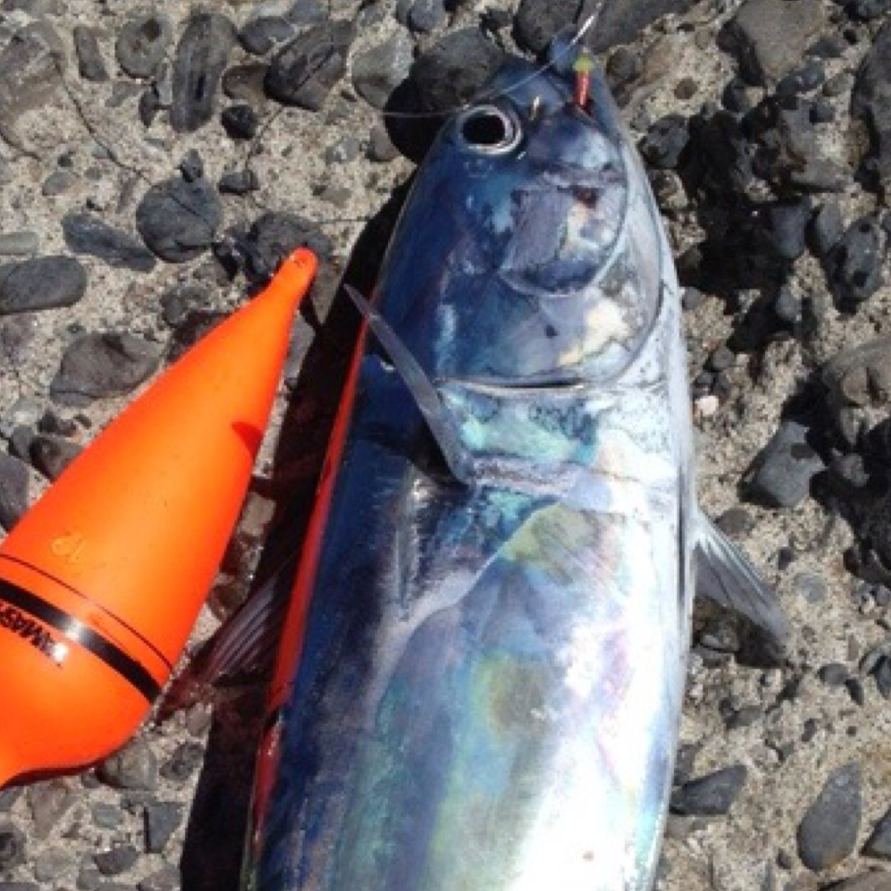 千葉県の主に内房によく出現します。
釣り好きの方はフォローお願いします。
ショアジギング中心ですがオールマイティです