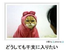 きれいな水と空気、健康な生活、大量のお金があれば、もう何もいりません。