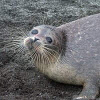 JA (@caspicat) 's Twitter Profile