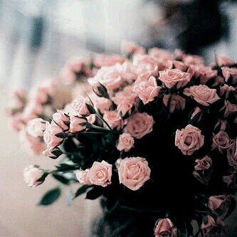 student at SQU, Instagram: @bint_abood