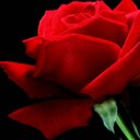 الجوريه الحمراء (@1978_blackbear) Twitter