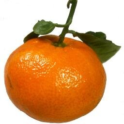 Orange sanguine