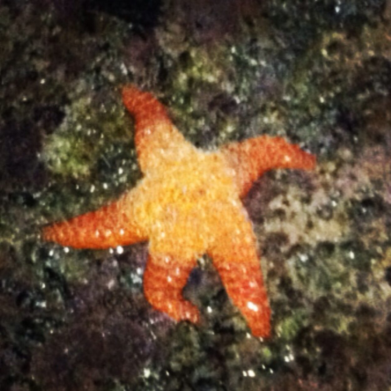 TheInsaneMormon's profile picture. I am my avi