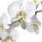 White Orchid