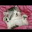 Onlyone_V123's profile image