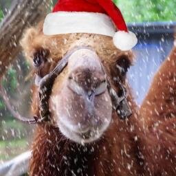 ATMCamel's profile picture. hello i am (the) camel and my dream is to be a ballet dancer - u can watch me here he he he http://t.co/f7Q8JDwaMJ…