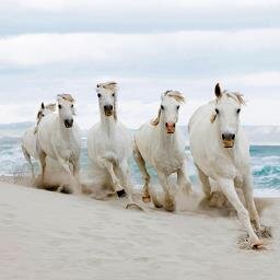 Wil jij leuke weetjes, namen, foto's over paarden en ben jij een echte paardenfreak net als ik volg dan @Horsesdreamer__