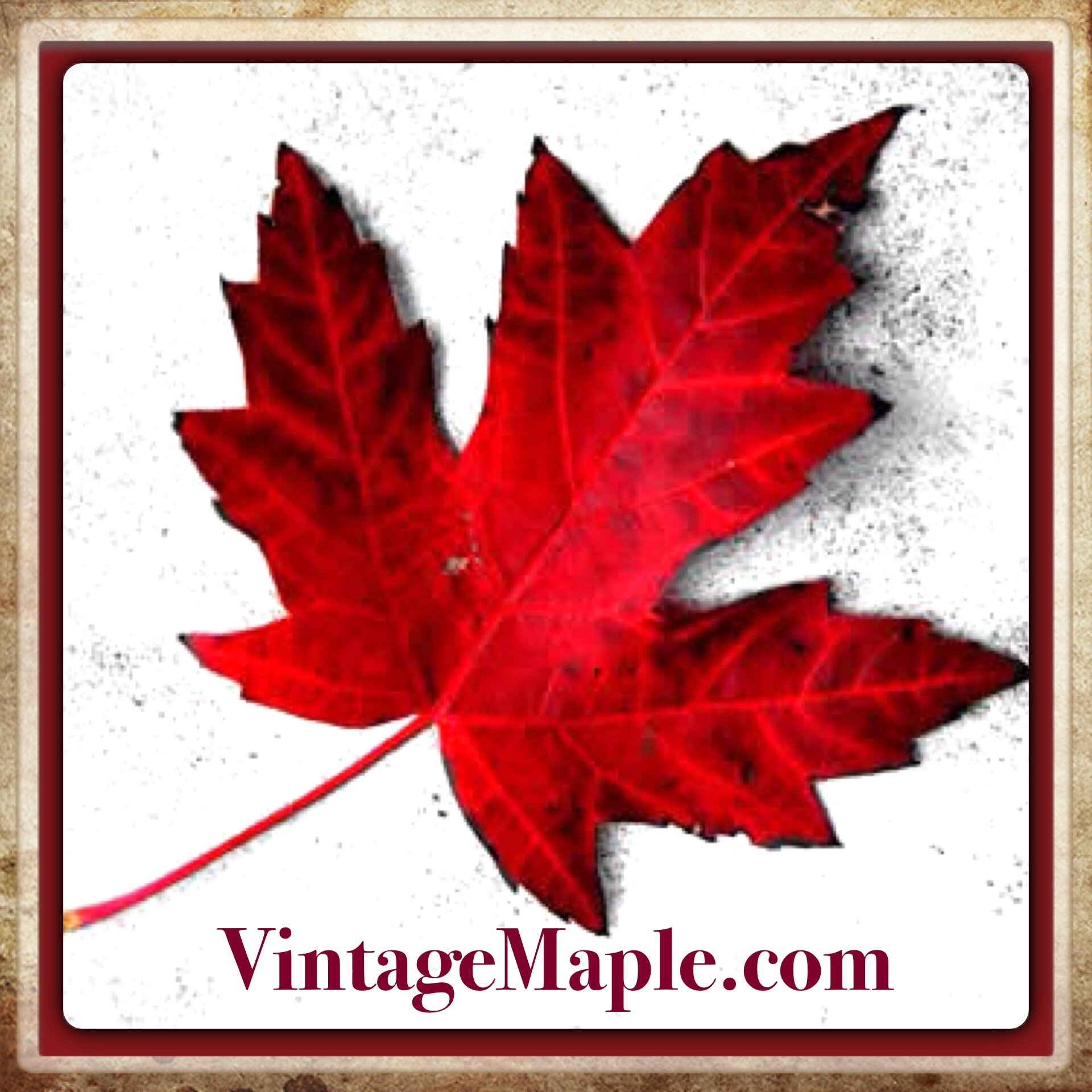 Vintage Maple