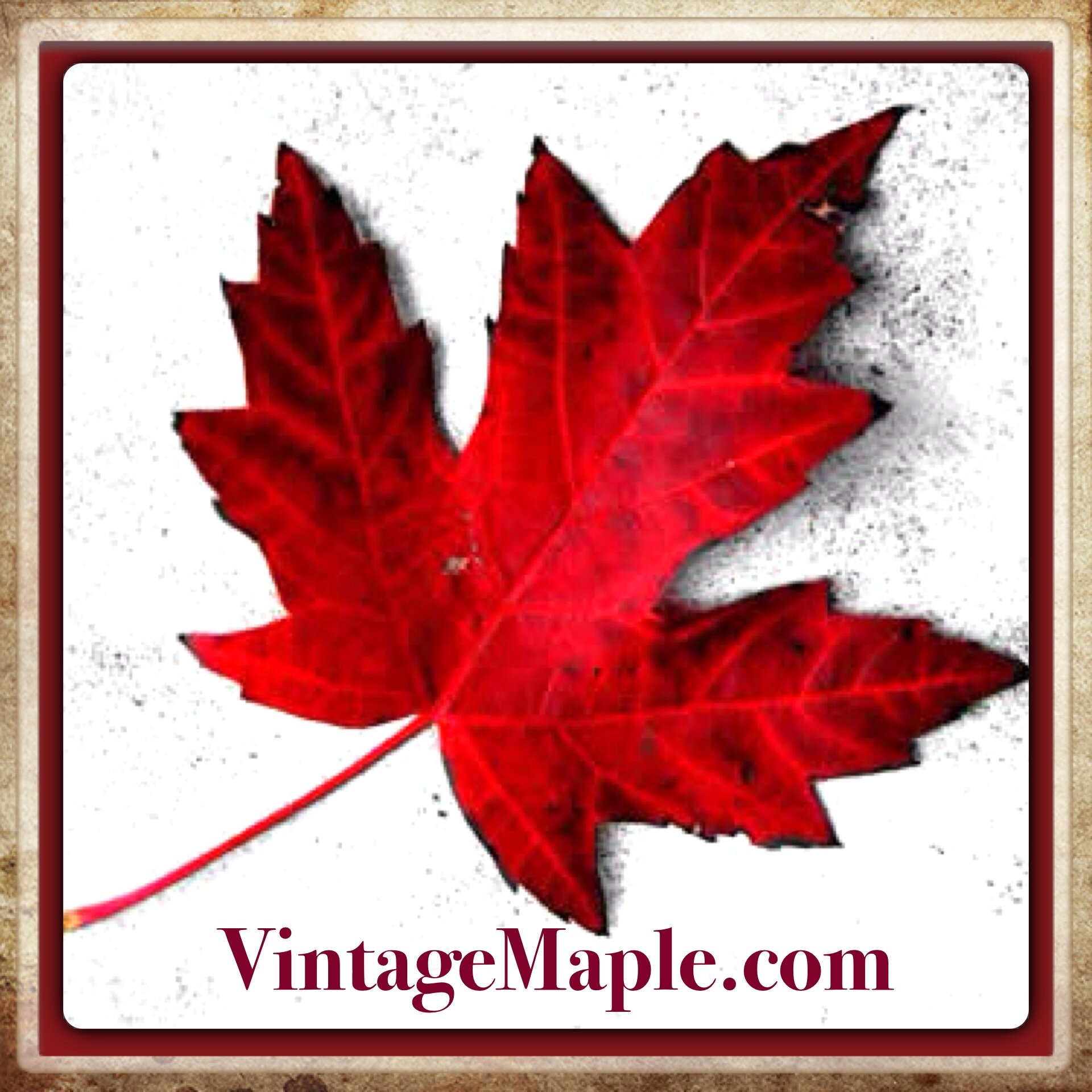 We specialize in providing the best Vintage Maple hardwood flooring on the market today.