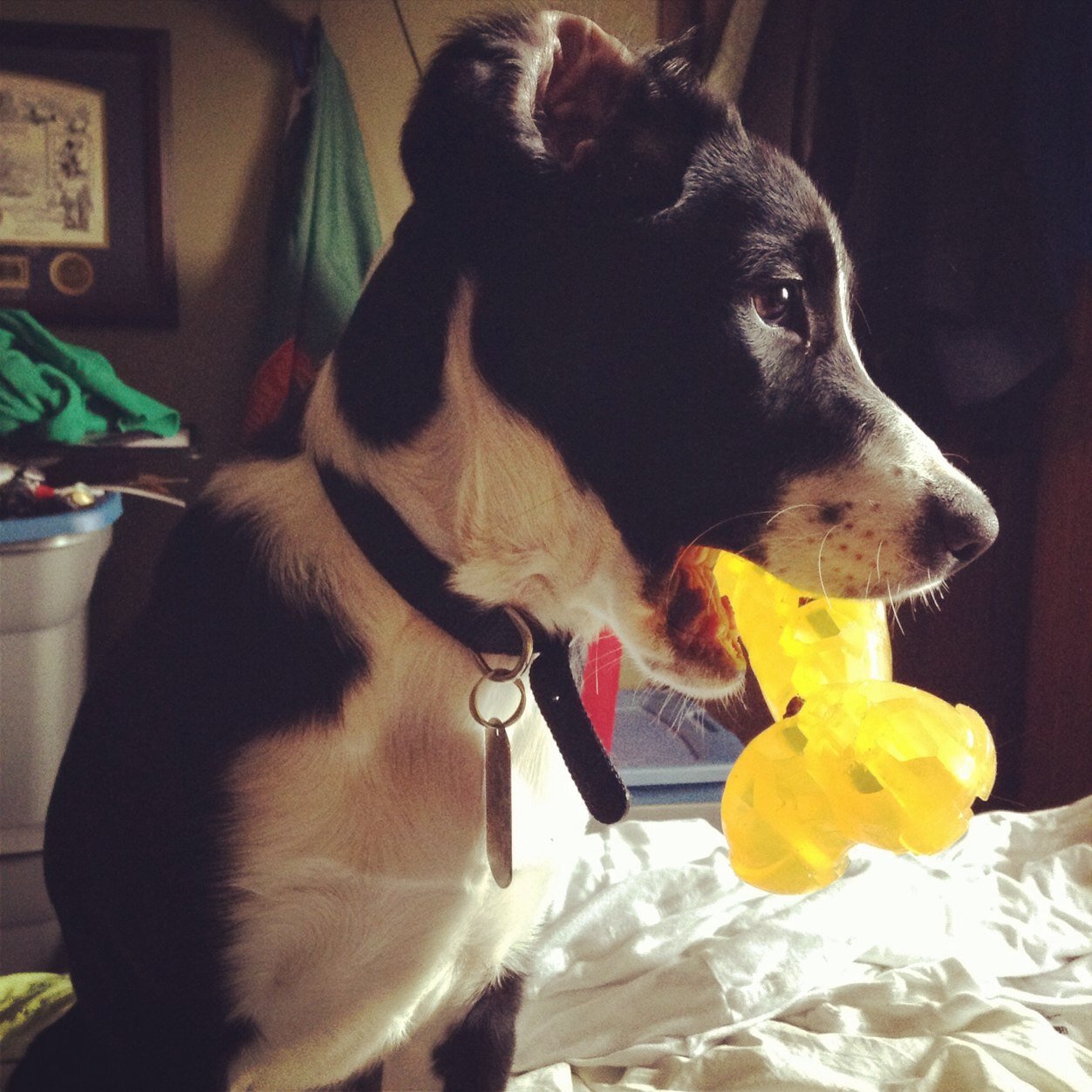 RookieOutlawPup's profile picture. Just a pup, trying to make a living in this dog eat dog world.