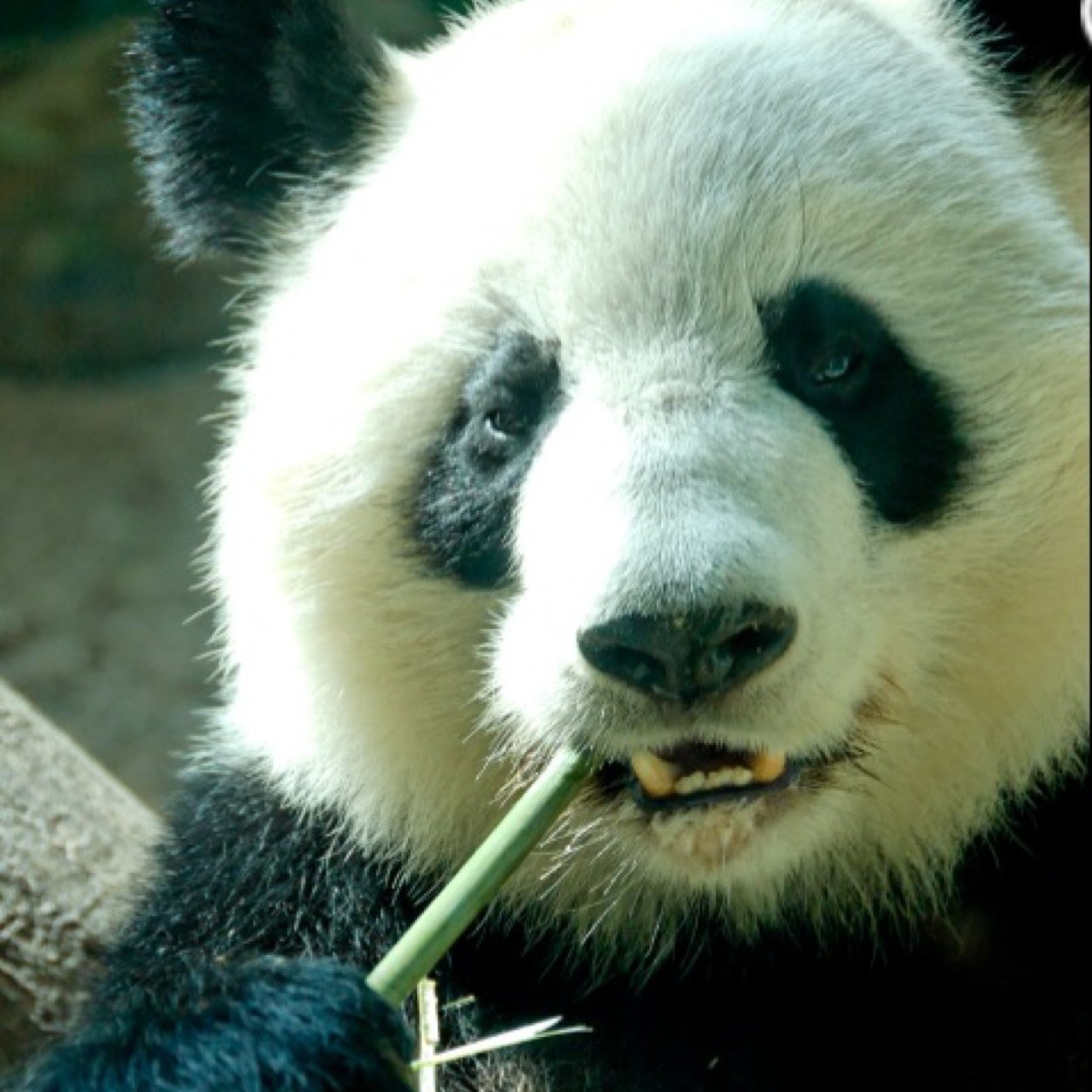 Site de rencontre pour Panda