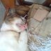 Hibah kucing (@hibahmeong) Twitter profile photo
