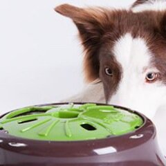 Nous sommes créateurs de bols interactifs pour chiens et chats afin de combler le besoin de chercher leur repas tout en s'amusant!