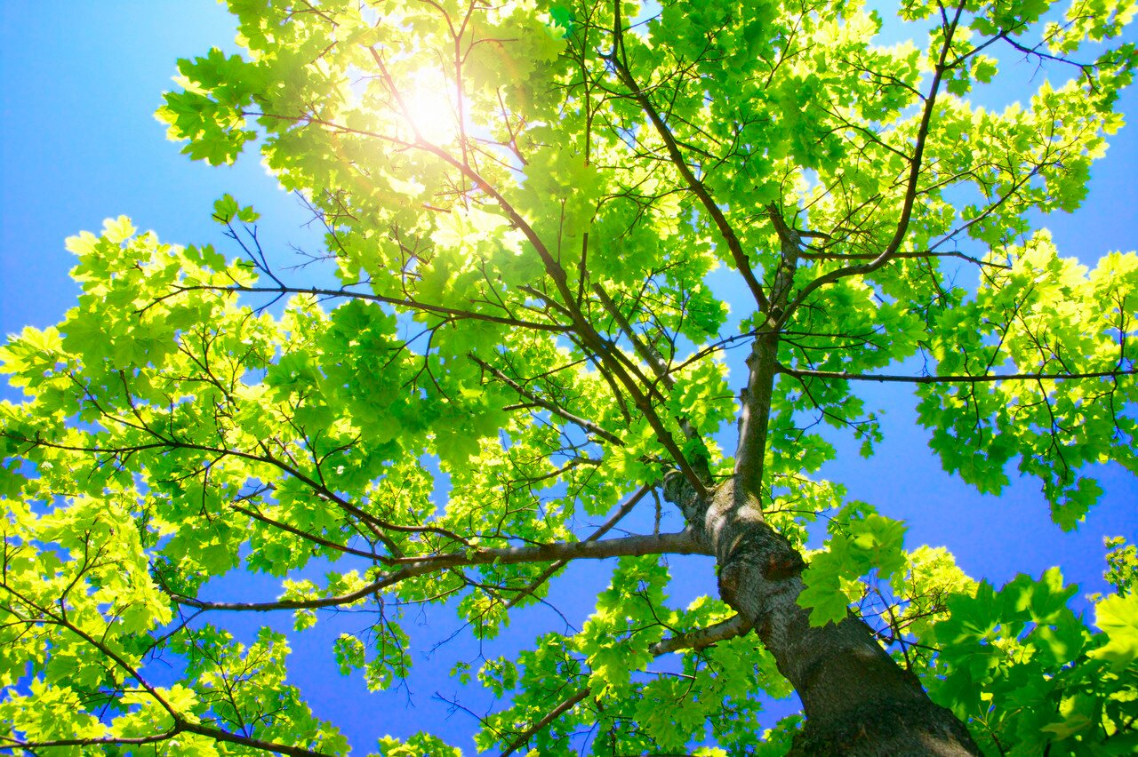 SafeTreeService's profile picture. It’s part of our mission to improve the quality of life in our area! Our team is dedicated to the care of your needs and of trees, call us at (770) 203-0289.