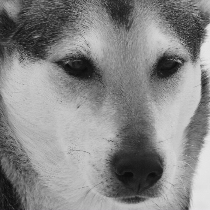 Golfusask's profile picture. Just a normal guy living life!