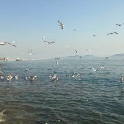 karatasayfer's profile picture. 