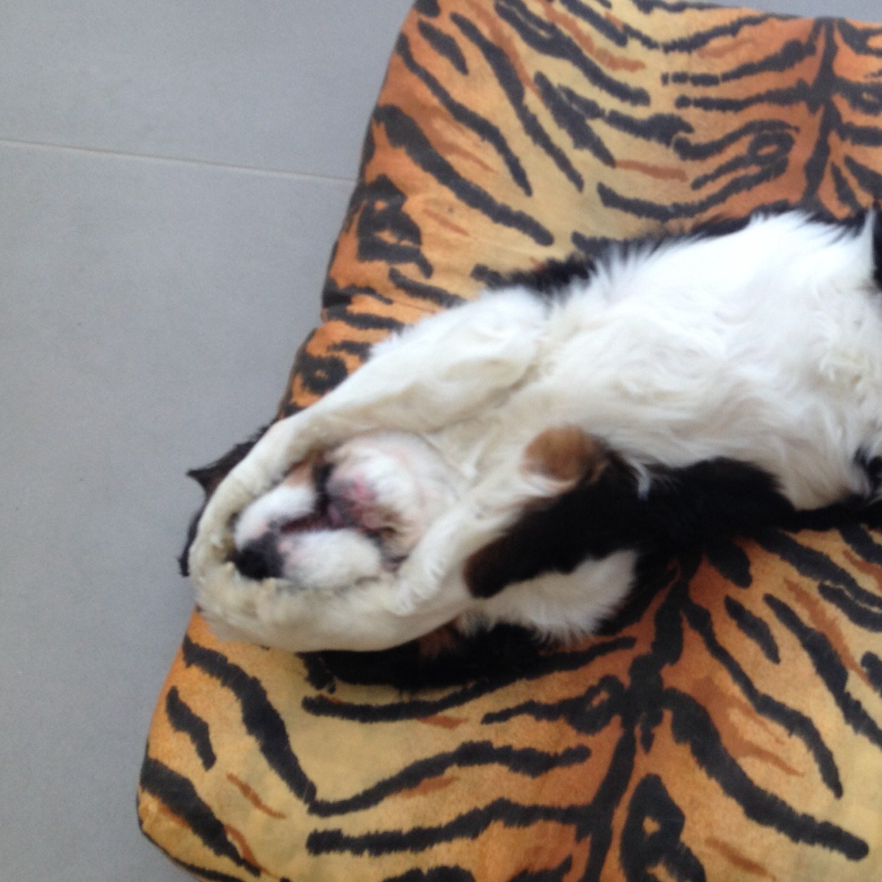 PayeToniPad's profile picture. Lycee [2NDE5] • Paris • #TeamApple #TeamItalia #TeamYeuxBleues #TeamCelibataire