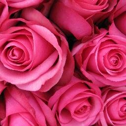 FlorselEcuador's profile picture. Thanks to our vast experience in farming, plant nutrition, planing & care, we grow one of the best quality roses in the world. Check out our varieties!