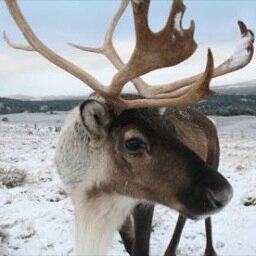 Santa's only Jewish reindeer