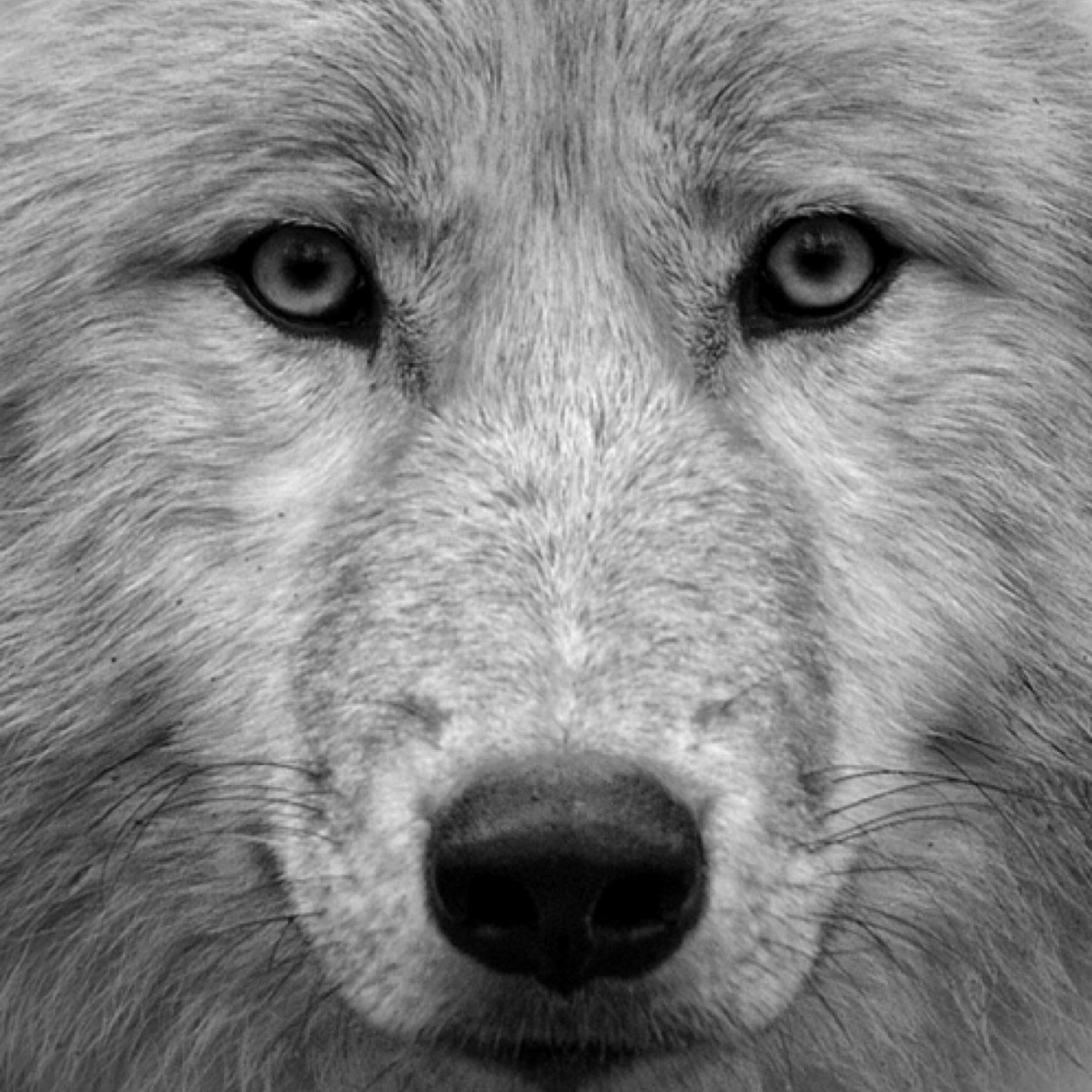 Im scared to get close, & I hate being alone, I long for the feeling to not feel at all.▲ #SWS #BMTH #PTV #YMAS #OM&M #30STM #BVB #MCR #LP Art, wolves, tattoo.
