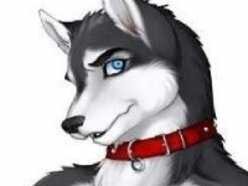 Name: shadow. Breed: Husky. Chained and in a cage. Looking for #owner: @Furry_Rachel_ sister: @sluty_elite @sexy_ZigZag3