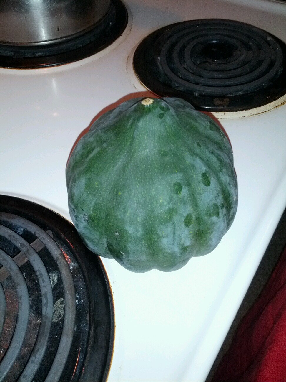 myocastoridae's profile picture. 