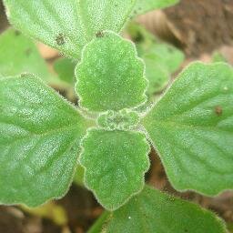 CHAN-CHEN I, QUINTANA ROO, PLANTAS MEDICINALES, ABEJA MELIPONA,MIEL MELIPONA...