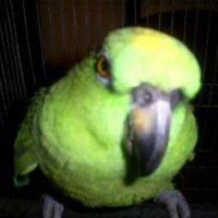 aldo joaquin (@aldomcz) 's Twitter Profile