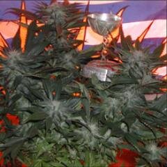 BCBD1ANDONLY's profile picture. Dedicated to the improvement of the marijuana gene pool and mankind. #bitcoin Cannabis breeder. Follow us on Instagram @bcbuddepot