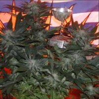 BC Bud Depot (@bcbd1andonly) 's Twitter Profile