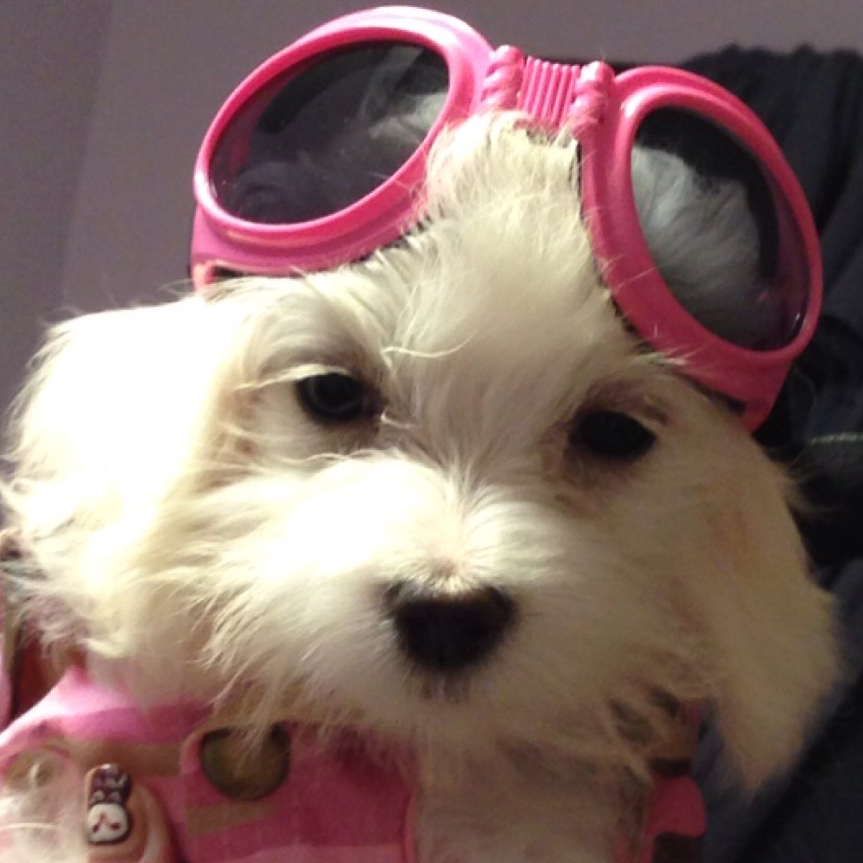 We provide the most adorable puppies for parties and special events in the Los Angeles and surrounding areas. Call us to reserve your party (818)275-0313