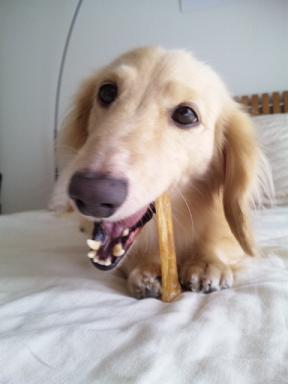 Randys5's profile picture. 愛犬の笑顔と穏やかな日常の時間が宝物。