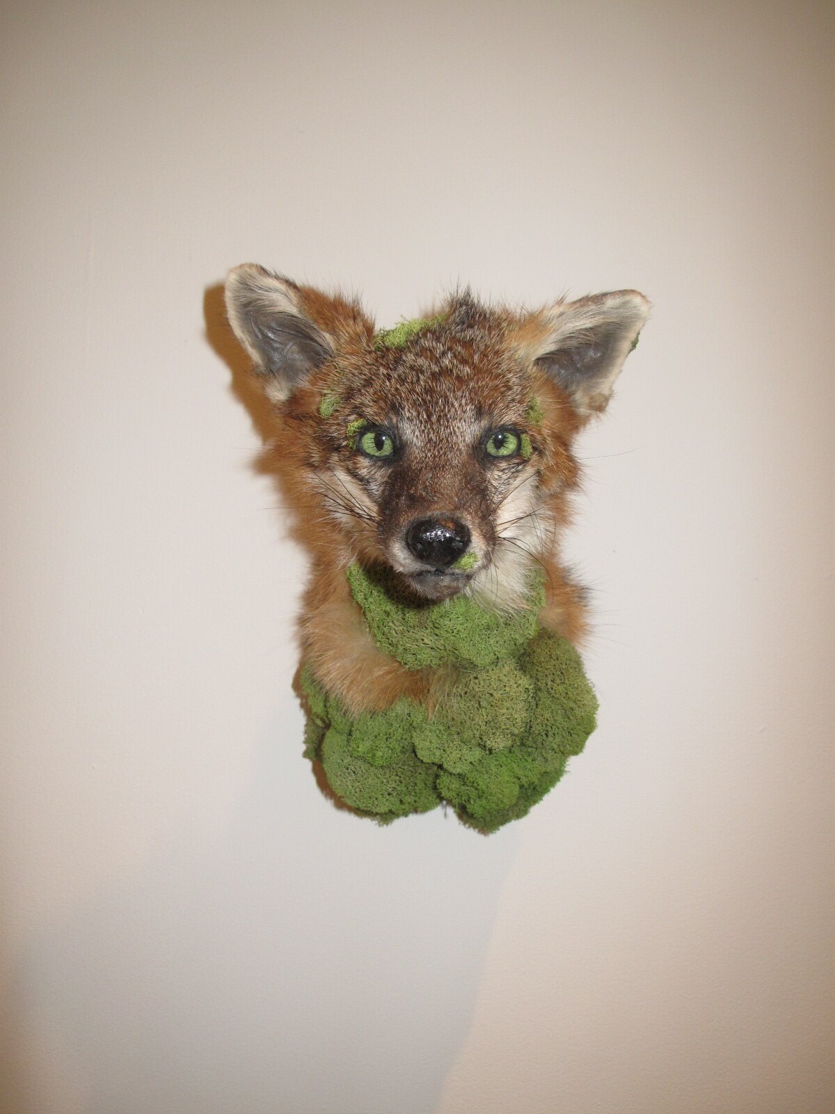 katieinnamorato's profile picture. Rogue taxidermist and artist. Taxidermist in Residence at the Morbid Anatomy Museum. Teaches classes all over. Uses roadkill, scrap, donated things