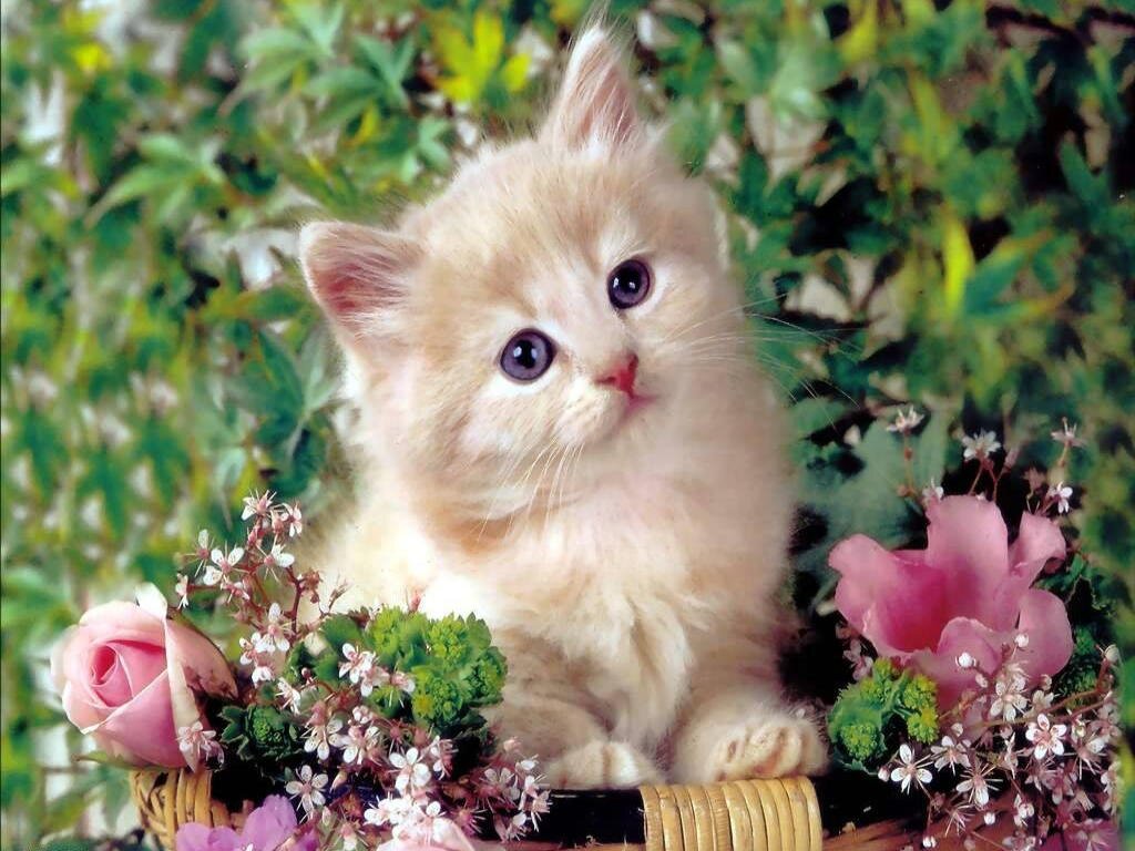 hi everbody its me the most cutest cat in the world so plz follow me