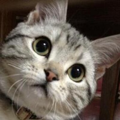猫ちゃんに癒されるBOT