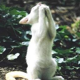 RheaSaxeria's profile picture. 