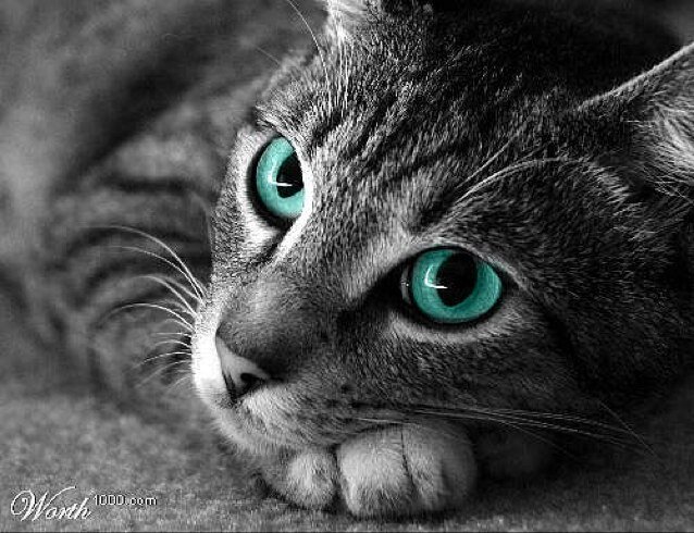 Proud Rouge she-cat. 13 moons old. Mate:None #singlepringle. Somewhat blind in right eye. Looking for friends and possibly a mate so hmu