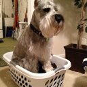 Scott Malzahn - @MalzahnScott - Twitter