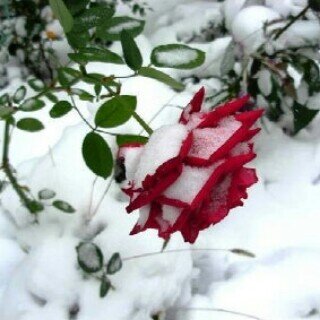 السعاده الحقيقيه هي ان ترسم البسمه على شفاة غيرك