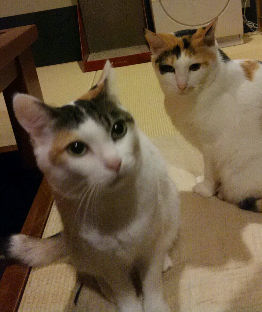 ベルサポ ／ 草月流師範を名乗る腕はもうない