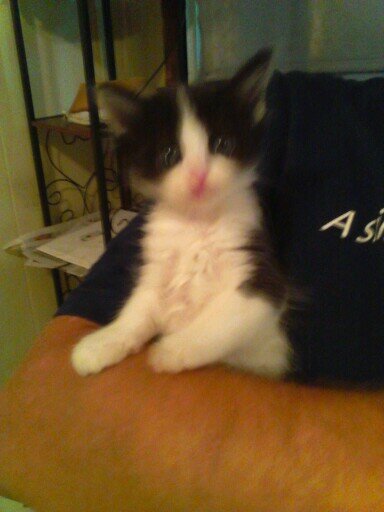 stockton_tara's profile picture. I wrote a poem about the kitten but no one understood so i took it down. Im the queen of misunderstood like this poem nothing new