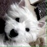 jack0207's profile picture. I love iPhone,Mac&Dogs