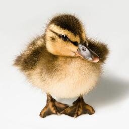 Just a crazy Geek that enjoys the world of I.T. Tweets don't reflect the opinions of my employer.