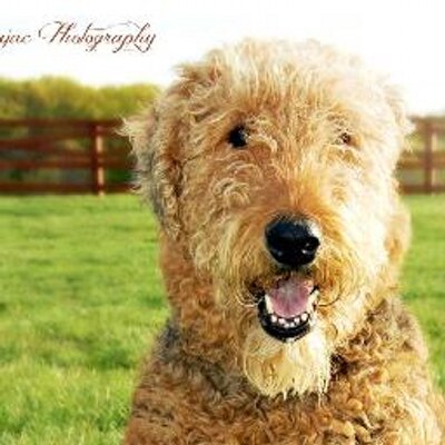 GerryCollier's profile image