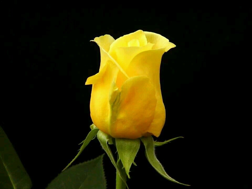I was born in 64 love my god my country n my family.i have no tolerence for intolerence. peace out. luv ya more